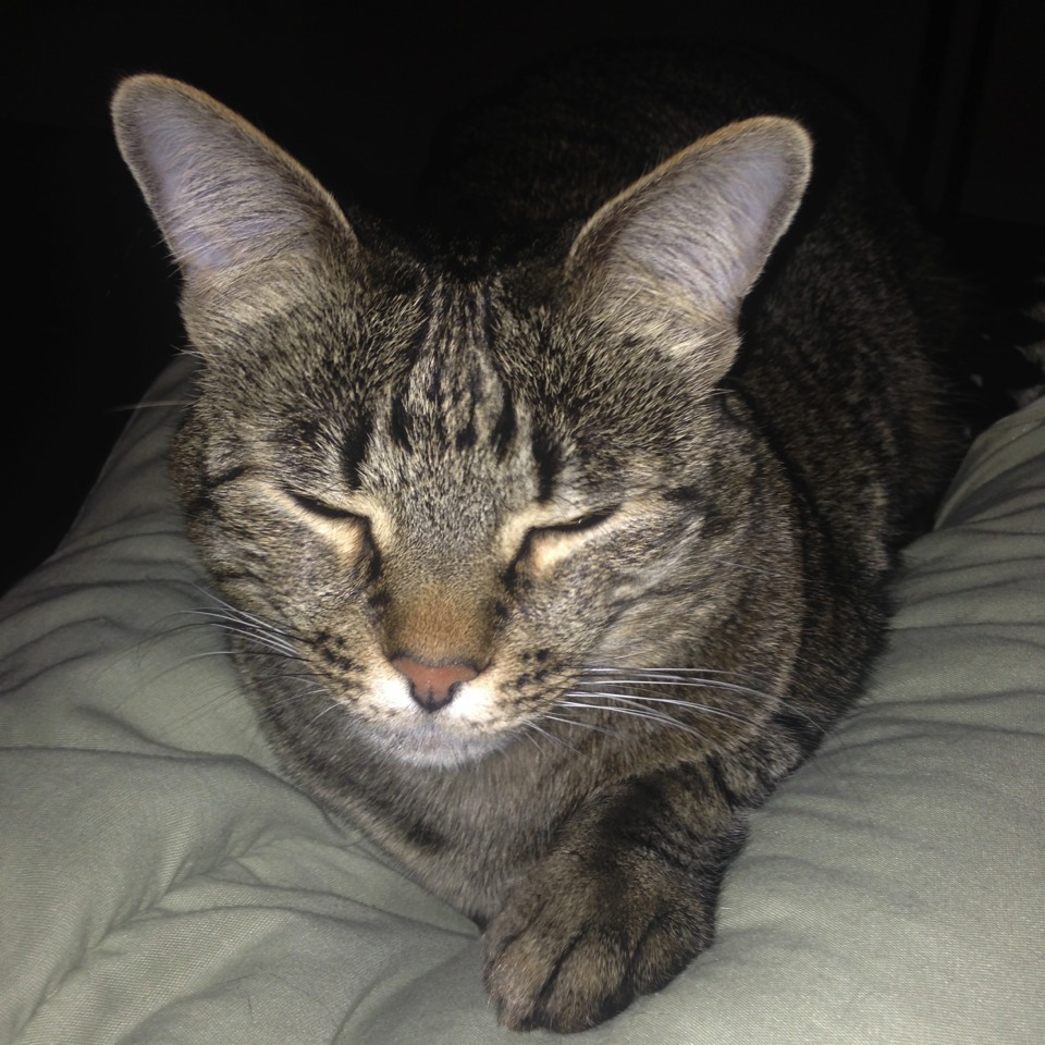 meow